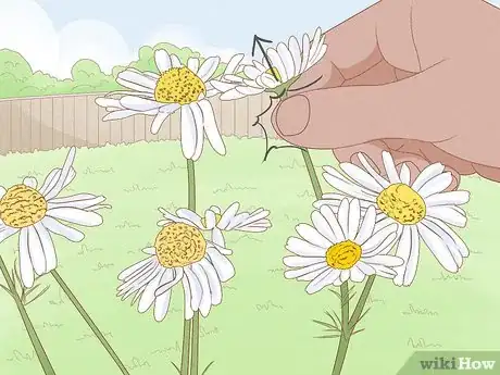Image titled Harvest Chamomile Step 5
