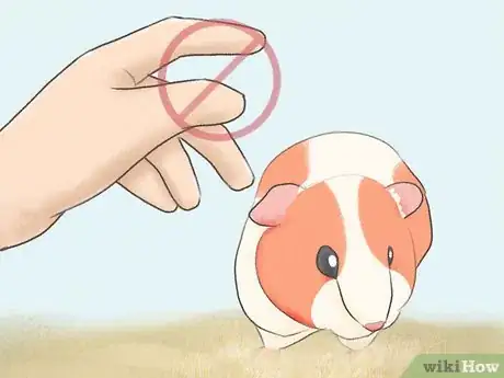 Image titled Reduce Guinea Pig Allergy Step 7
