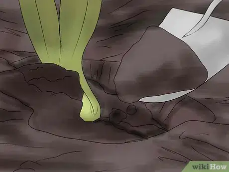 Image titled Keep Narcissus Bulbs After Flowering Step 13