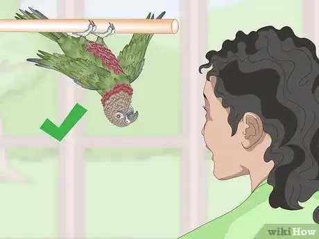 Image titled Know if a Hawk‐Headed Parrot Is Right for You Step 2