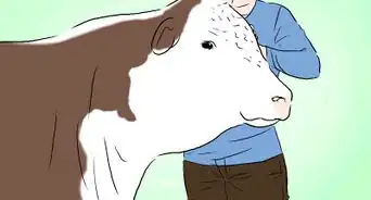 Identify Hereford Cattle