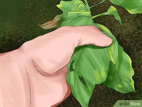 Image titled Harvest Herbs Step 10