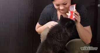 Test Your Cat's Intelligence