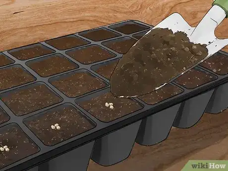 Image titled Grow Jalapenos in a Pot Step 13