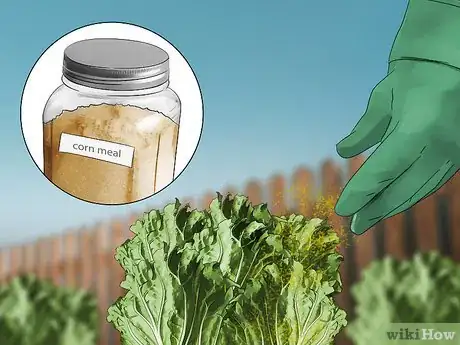 Image titled Grow Napa Cabbage Step 14