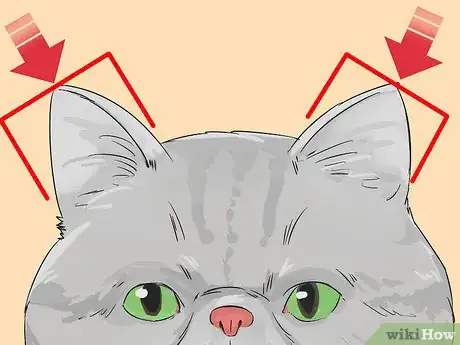 Image titled Identify an Exotic Shorthair Cat Step 5