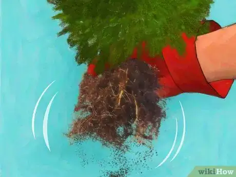 Image titled Plant Juniper Step 9