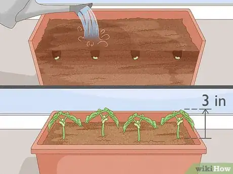 Image titled Grow Green Beans Indoors Step 6