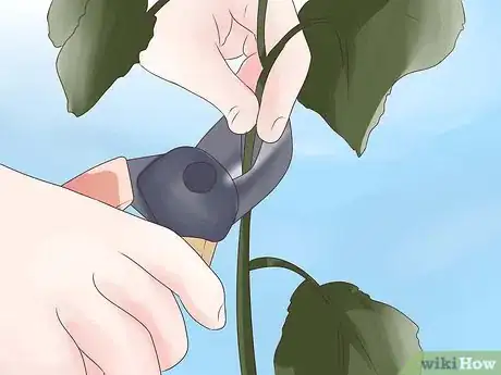 Image titled Prune Grape Vines Step 6