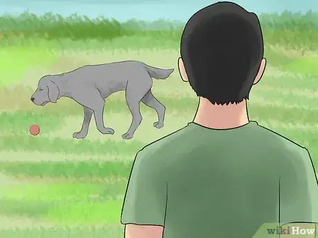 Image titled Watch for Signs of Illness in Senior Dogs Step 12