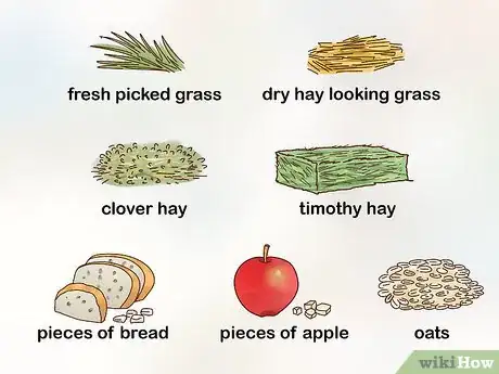 Image titled Care for a Baby Wild Rabbit Step 16