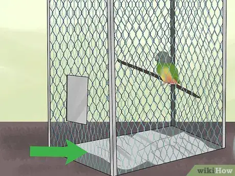 Image titled Care for a Senegal Parrot Step 4