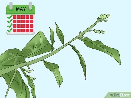 Image titled Prune a Mango Tree Step 9