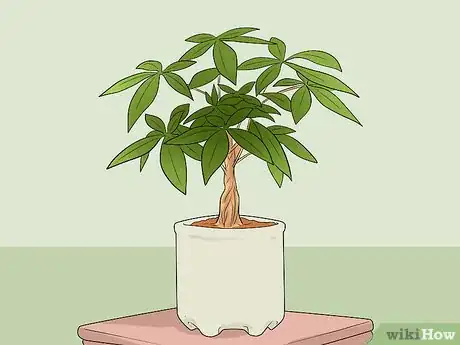 Image titled Care for a Money Tree Step 1