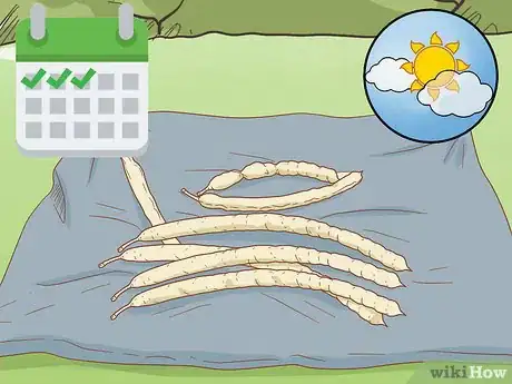 Image titled Plant a Mesquite Tree Step 2