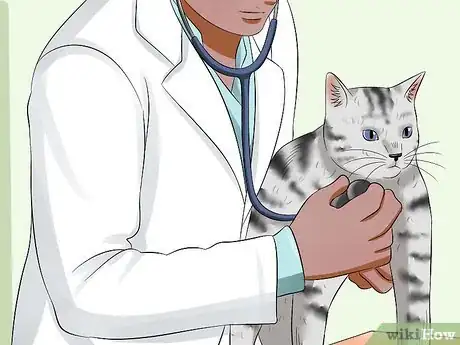 Image titled Care for American Shorthair Cats Step 5