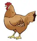 Draw a Chicken