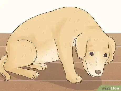 Image titled Recognize Signs of Anxiety in Dogs Step 19