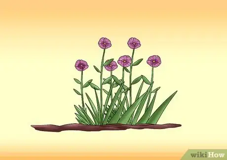 Image titled Cut from a Pansy Plant Step 9