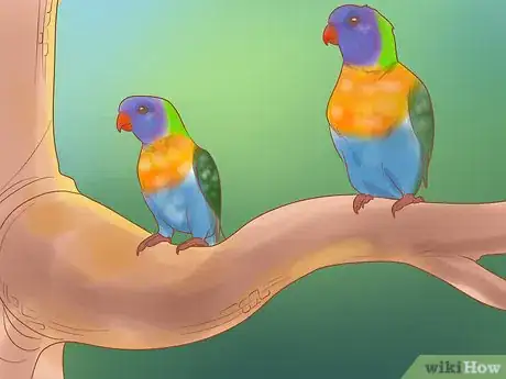 Image titled Know if Lories and Lorikeets Are Right for You Step 5