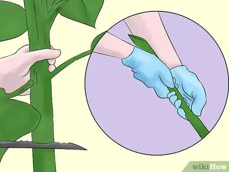 Image titled Get Rid of Sunflowers Step 4