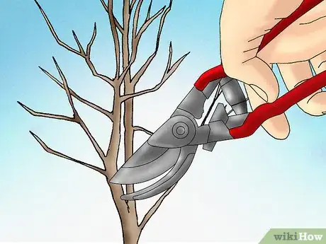 Image titled Prune a Tulip Magnolia Step 4