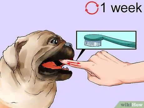 Image titled Groom Pugs Step 6