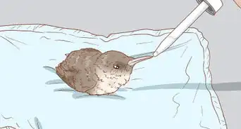 Care for Hummingbirds