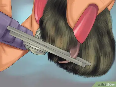 Image titled Take Care of a Li Hua Cat Step 5