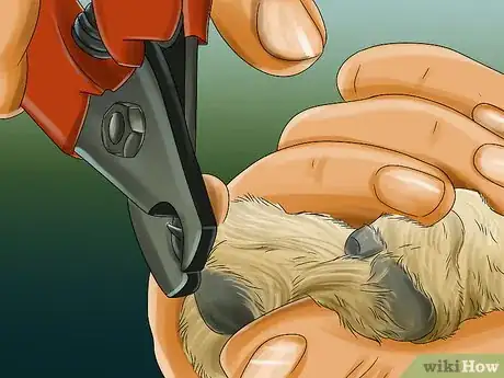 Image titled Groom a Goldendoodle Step 13