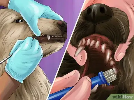 Image titled Save Money on Vet Care for Your Dog Step 2