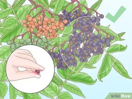 Image titled Harvest Elderberries Step 2