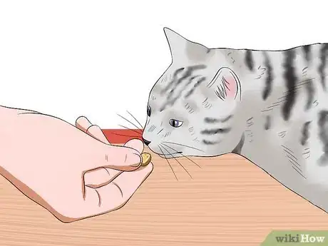 Image titled Care for American Shorthair Cats Step 9