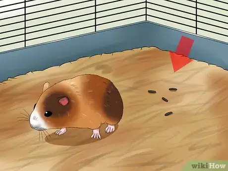 Image titled Toilet Train a Hamster Step 2