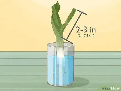 Image titled Grow Leeks from Leeks Step 5