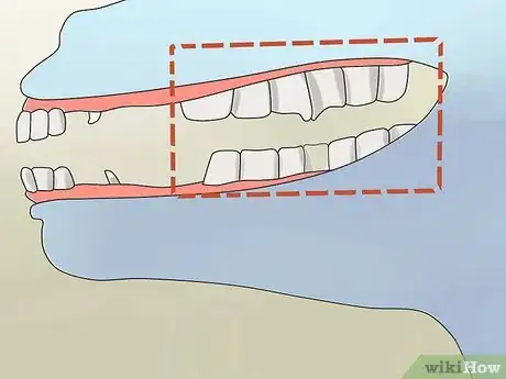 Image titled Take Proper Care of Your Horse's Teeth Step 5