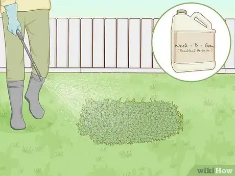 Image titled Get Rid of Ground Ivy Step 4