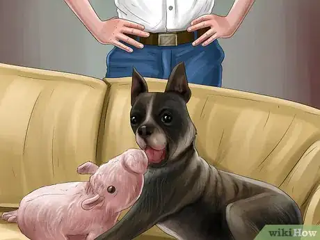 Image titled Rotate Your Dog's Toys Step 8