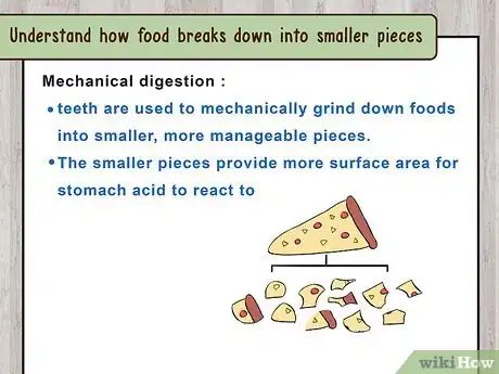 Image titled Study the Physiology of Digestion in the Human Body Step 7