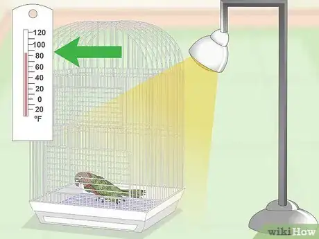 Image titled Treat Infections in Hawk Headed Parrots Step 2