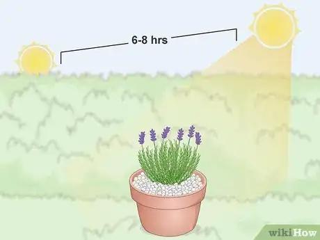 Image titled Plant Lavender in Pots Step 11