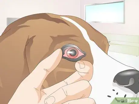 Image titled Diagnose Ingrown Eyelids in Dogs Step 3