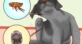 Solve Your Dog's Skin and Scratching Problems