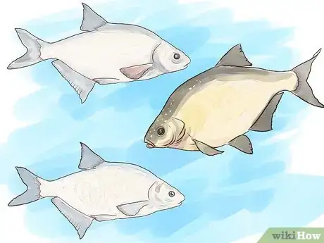 Image titled Fish For Bream Step 3