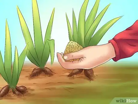 Image titled Deadhead an Iris Step 10