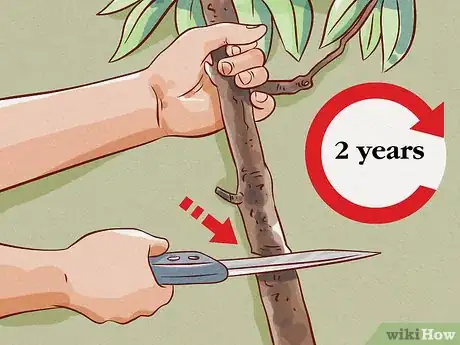 Image titled Make Cinnamon Step 11