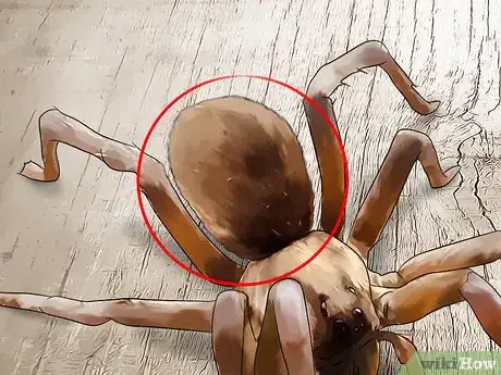 Image titled Identify a Wolf Spider Step 5
