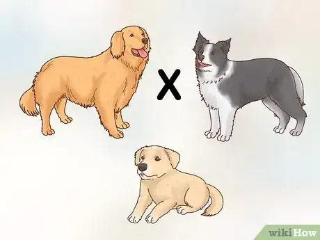 Image titled Choose a Border Collie Step 4
