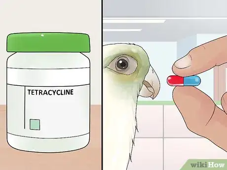 Image titled Treat Chlamydiosis in Conures Step 2