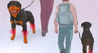 Diagnose Arthritis in Rottweilers